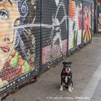 ¿Es malo que los perros coman las sobras de la …