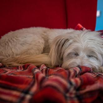 La investigación del sueño en perros revela paralelismos y también …