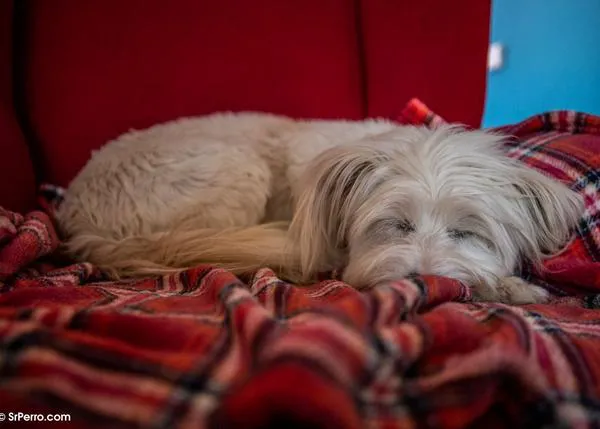 La investigación del sueño en perros revela paralelismos y también diferencias con el sueño en las personas