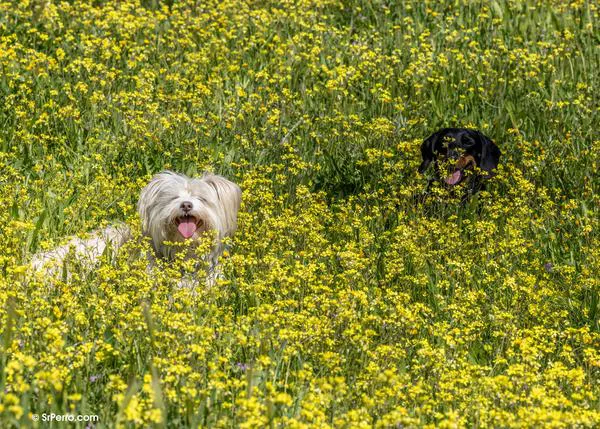 La Generación Z impulsa la convivencia con animales en EEUU: la mayoría convive con dos o más perros o gatos