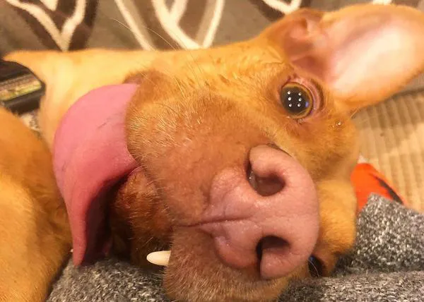 Otro perro que no sabe que es 