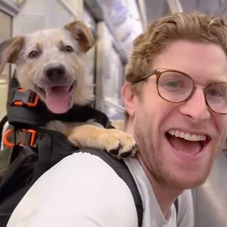 ¿Cómo fomentar adopciones de perros? Llevándolos de paseo en una …