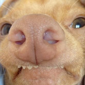 Estrellas caninas en Instagram: os presentamos a Tuna, el Chiweenie …