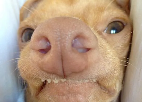 Estrellas caninas en Instagram: os presentamos a Tuna, el Chiweenie chistoso