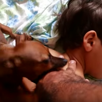 El anti-despertador perruno