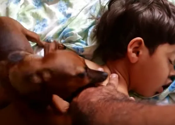 El anti-despertador perruno