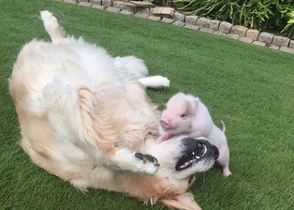 Dos amigas improbables: una Golden Retriever comparte siestas, juegos y chuches con ¡una minicerdo!