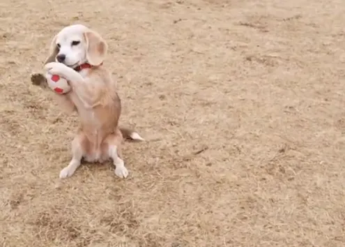 La Beagle con más arte a la hora de atrapar pelotas, Purin