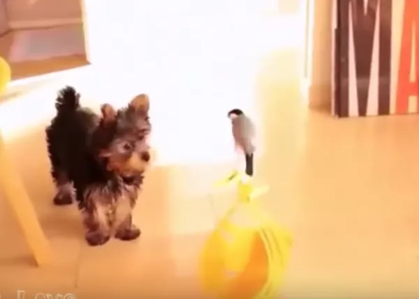 Amistades improbables pero ciertas: un Yorkie invita a jugar a un pájaro