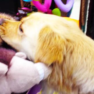 Una Golden Retriever rescatada tras sufrir maltrato severo elige su …