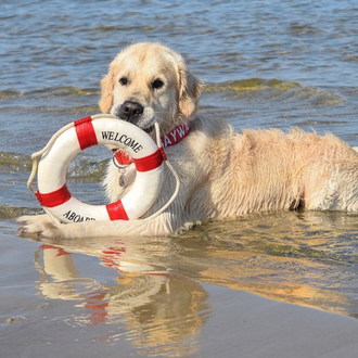 Así entrena un perro para ser socorrista: el guapo Golden …