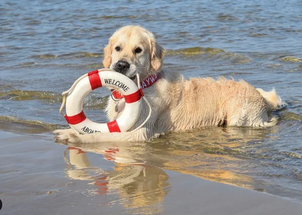 Así entrena un perro para ser socorrista: el guapo Golden Retriever Bailey en acción