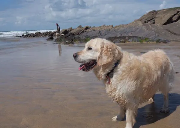 Se despide de su perro enfermo terminal con un homenaje en Twitter que se ha hecho viral