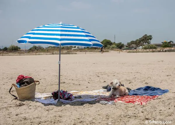 Disfruta de unas vacaciones de playa o campo en Valencia, Castellón y Alicante con tu perro