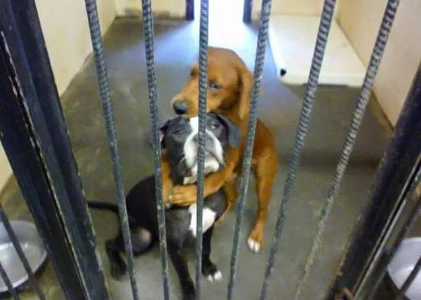 Una foto con poderes: salva la vida de dos perras que iban a ser sacrificadas