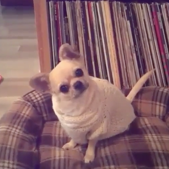 ¿Vamos de paseo? Sí, sí, síiiiiiiiiii: para este can, cada …
