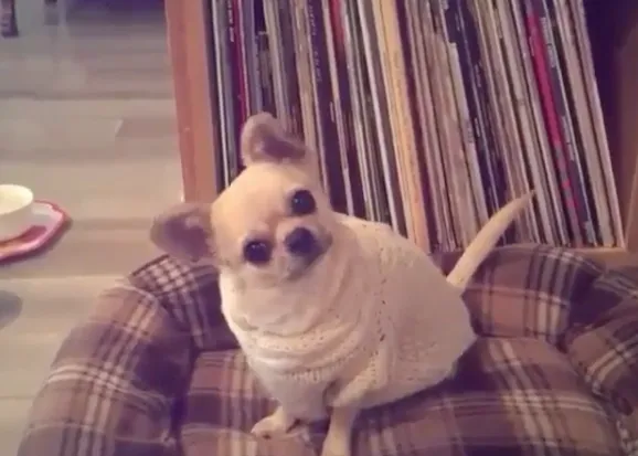 ¿Vamos de paseo? Sí, sí, síiiiiiiiiii: para este can, cada paseo es viernes por la tarde