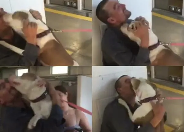 Una perra robada siete meses atrás se reencuentra con su familia... entre besos y más besos