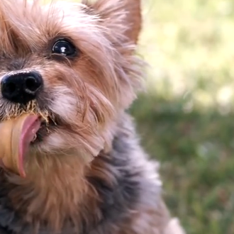 Canes disfrutando a cámara lenta de esa comida pegajosa y …