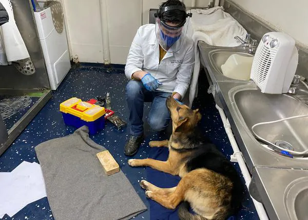 Un barco de la Armada Chilena rescata a un perro que estaba en medio del mar ¡y lo adoptan!