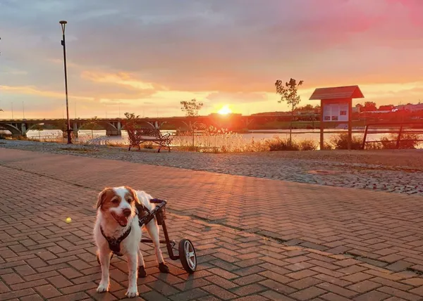 El gran legado de Lucas: un proyecto solidario para ayudar a perros con necesidades especiales