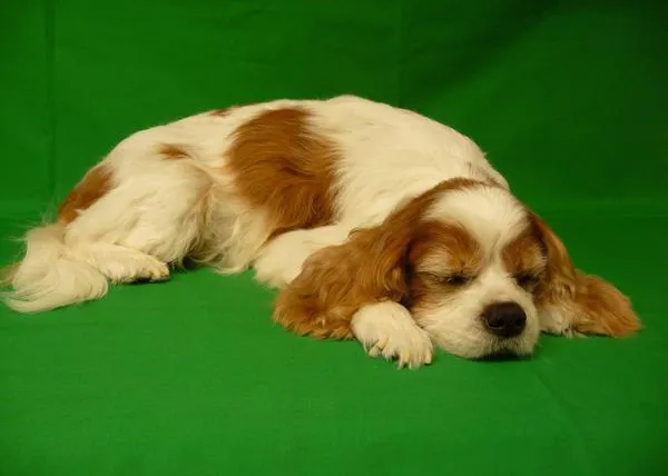 Los perros (o gatos) criodesecados: animales que son preservados después de su muerte
