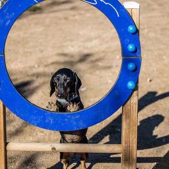 En Madrid hay más de 200 áreas caninas, ¿cómo se …