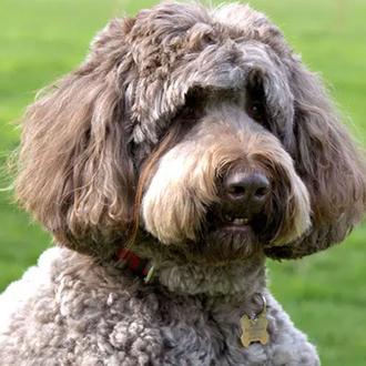 El perro con la lengua o las pestañas más largas …