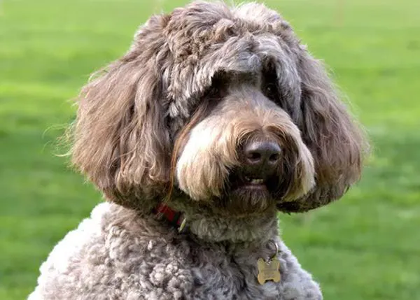El perro con la lengua o las pestañas más largas del mundo y otros Récords Guinness perrunos rarunos (y uno maravilloso)