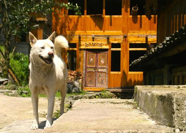 Un carnet de puntos para dueños de perro: en China te pueden quitar a tu can si infringes las normas