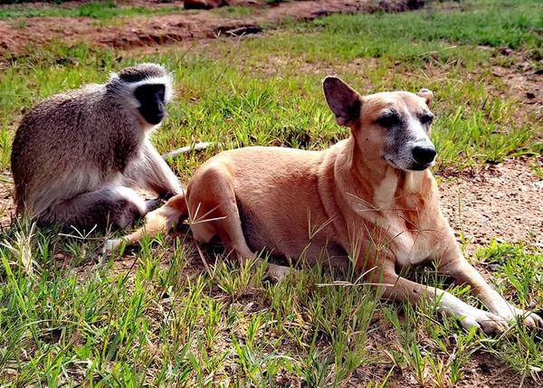 El santuario de los perros viejitos o abandonados... y su amigo el mono manco, una fábula moderna