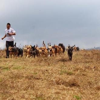 Territorio de Zaguates: el refugio de Costa Rica donde viven …