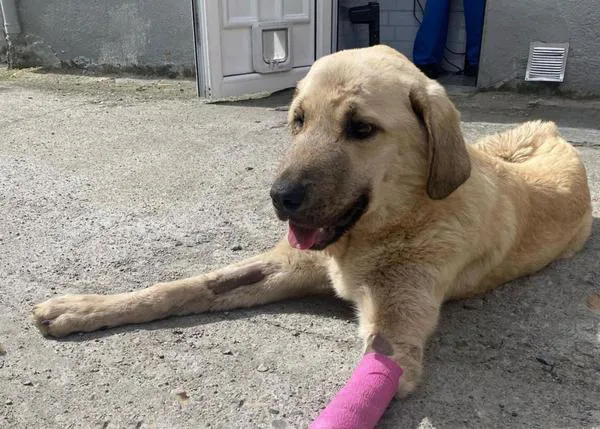 Los milagros de Mila, la perra a la que intentaron matar enterrándola viva: ¡ya puede incluso correr!