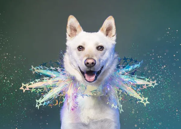 Sophie Gamand crea bellos y felices retratos de canes rescatados del comercio de carne de perro