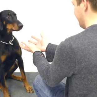 AbraCANdabra 2: más perros se enfrentan al misterio de la …