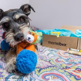 Perros felices y humanos contentos: el efecto Momobox en los …