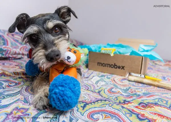 Perros felices y humanos contentos: el efecto Momobox en los canes