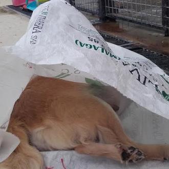 Brutal, salvaje e inhumano ataque a un refugio canino: 3 …