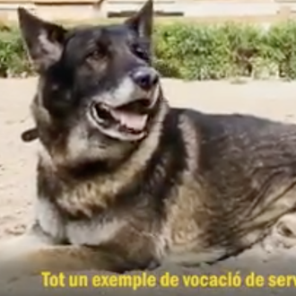 El triste limbo de dos perros policía: el Ayuntamiento de …