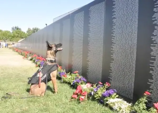  Los héroes olvidados de EEUU, los miles de canes soldado abandonados o sacrificados en Vietnam