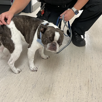 Una mujer abandona a su perro en el aeropuerto porque …