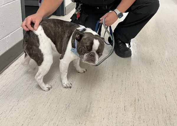 Una mujer abandona a su perro en el aeropuerto porque no le permiten viajar con él (y se va de vacaciones)