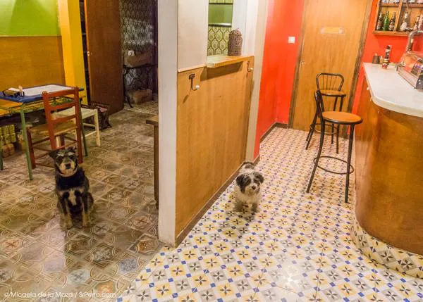 Agenda SrPerro Marzo: exposiciones, ensayos de flashmob, mercadillos y tapas