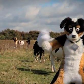 Gangnam Style canino: los perros holandeses y sus amigos peludos …