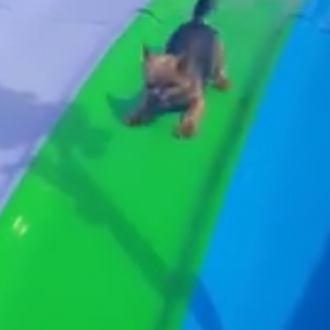 Perros disfrutando más que nadie al tirarse por un tobogán