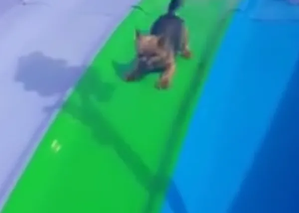 Perros disfrutando más que nadie al tirarse por un tobogán