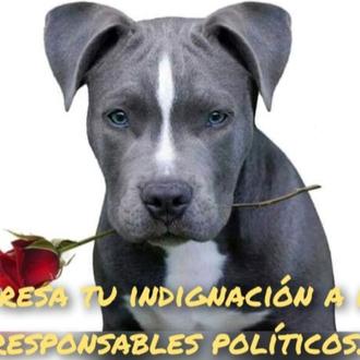 La ley PPP sigue en vigor, los perros potencialmente peligrosos …