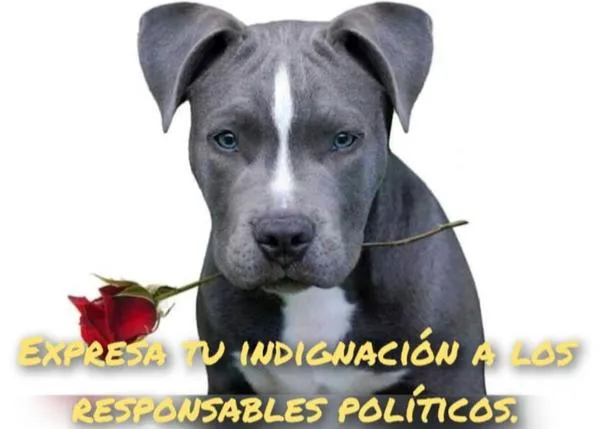 La ley PPP sigue en vigor, los perros potencialmente peligrosos 