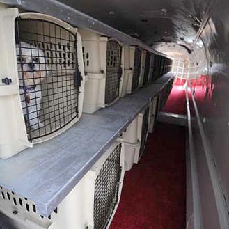 Una investigación revela más de 50 muertes de perros al …