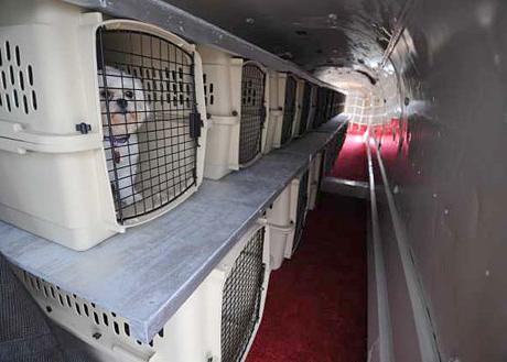 Una investigación revela más de 50 muertes de perros al viajar en avión en EEUU